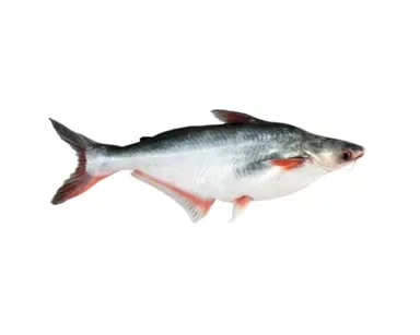 পাঙ্গাশ মাছ