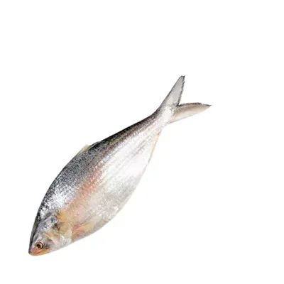 ইলিশ মাছ